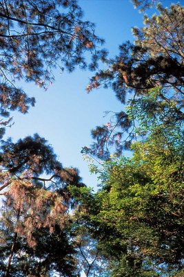 Yuen Tsuen Ancient Trail jD