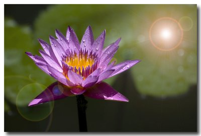 Hong Kong Park - Lotus