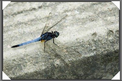 Dragonfly - 60