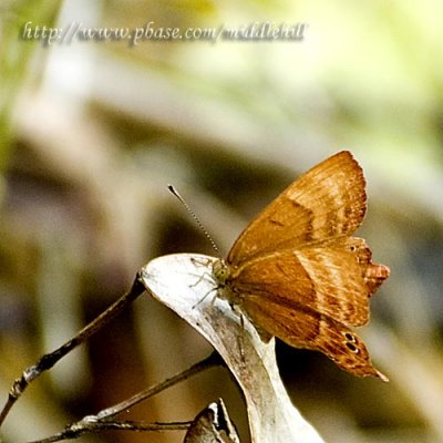 Butterfly - 098