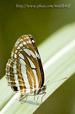 Butterfly - 096