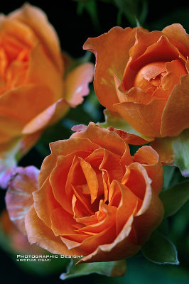 orange roses.jpg