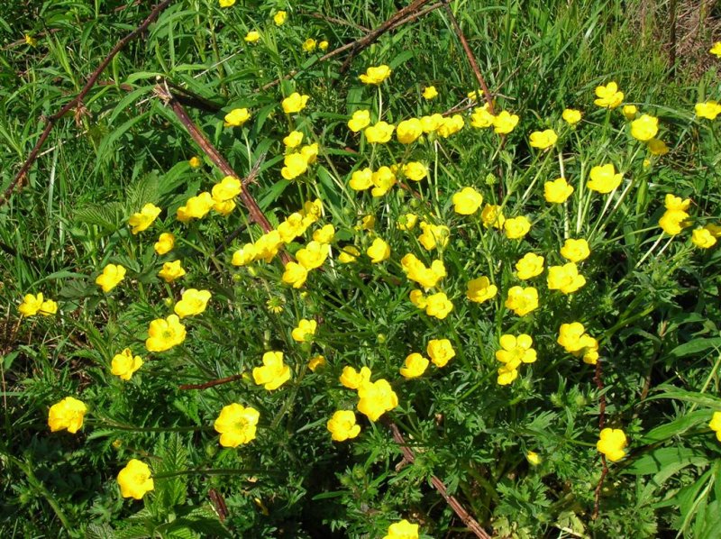 Yellow Flowers