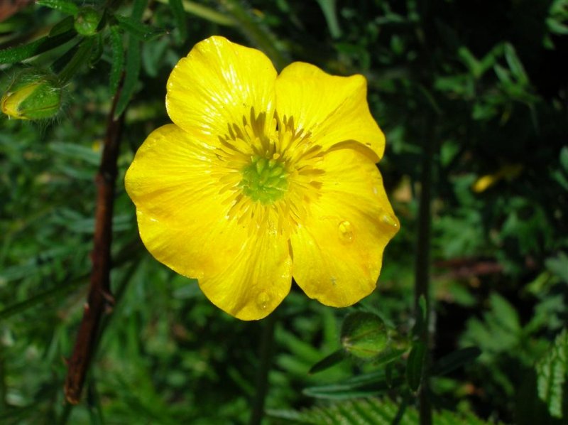 Yellow Flower