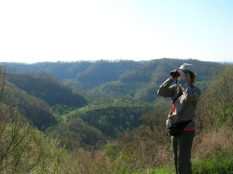 Overlooking Lick Branch