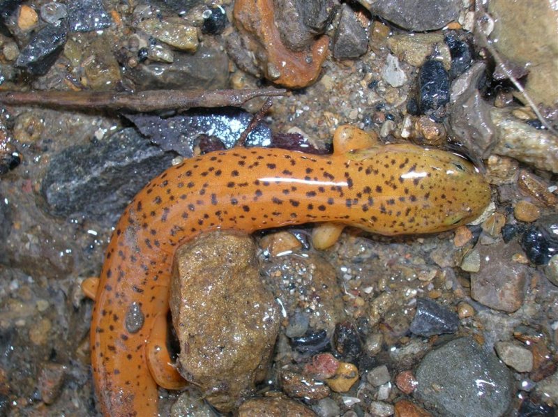 Salamander