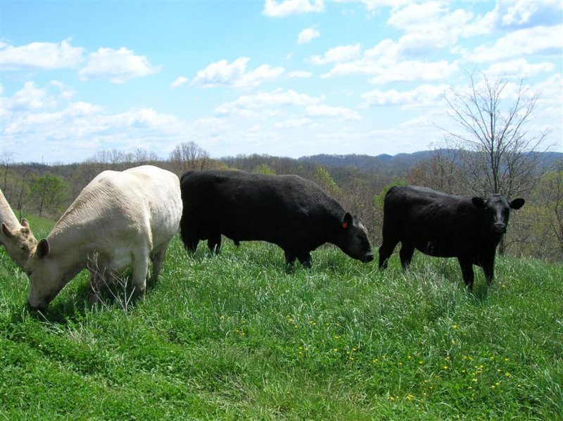 Justus Farm Cattle