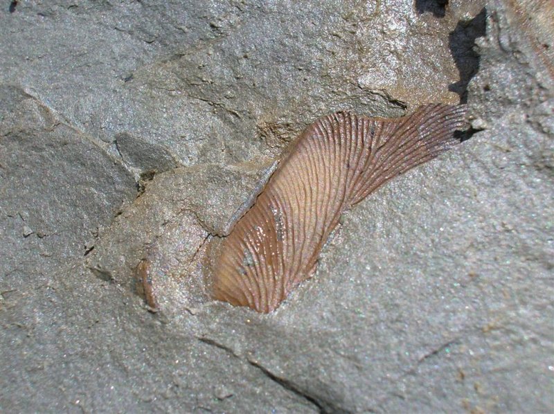 Fossil Seedpod