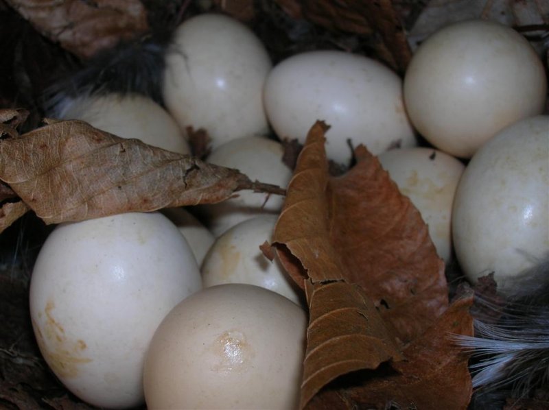 Ruffed Grouse Eggs