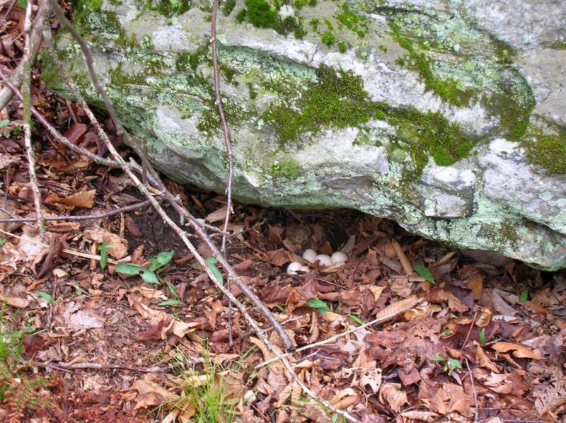 Ruffed Grouse Nest