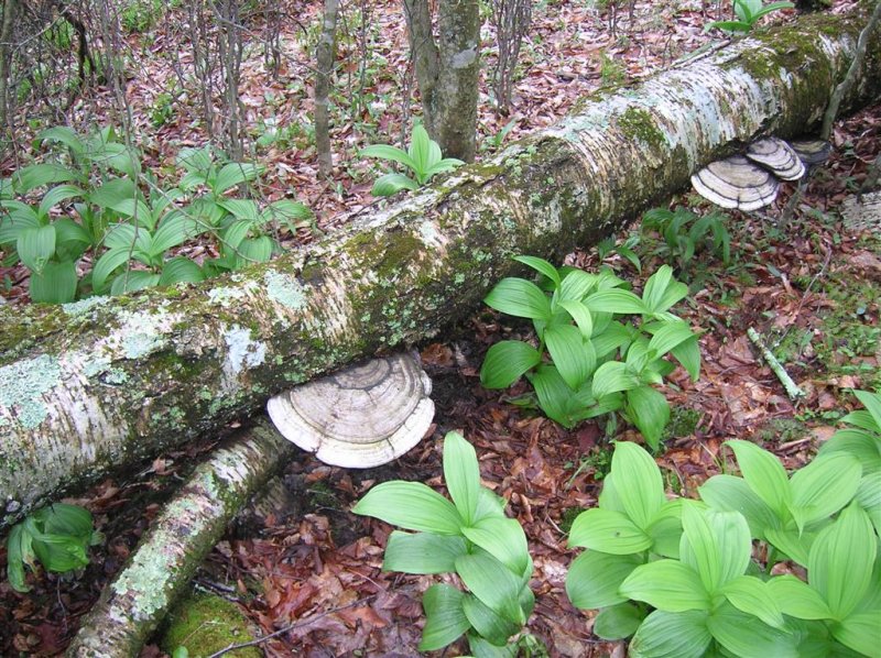 Shelf Fungi