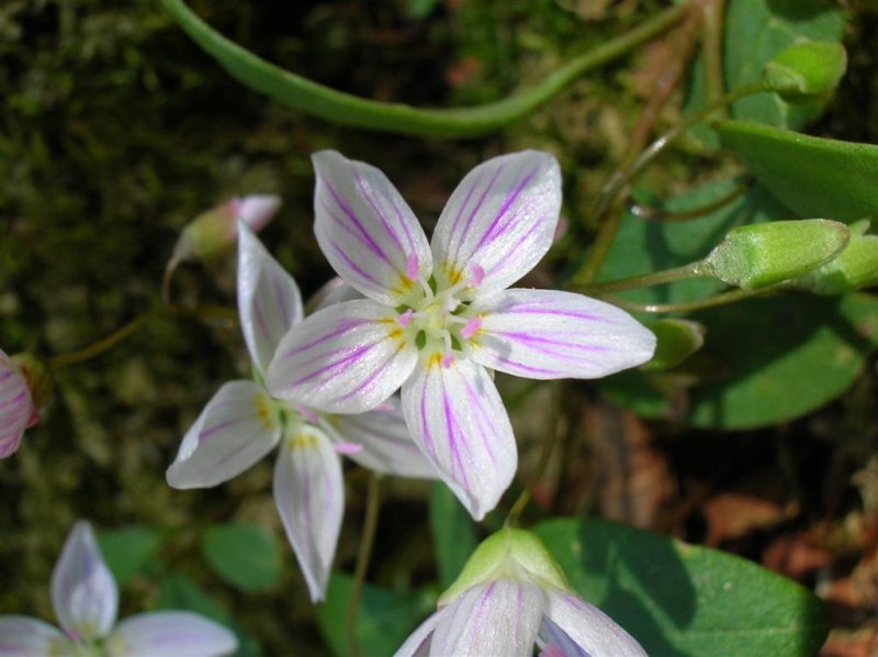 Spring Beauties