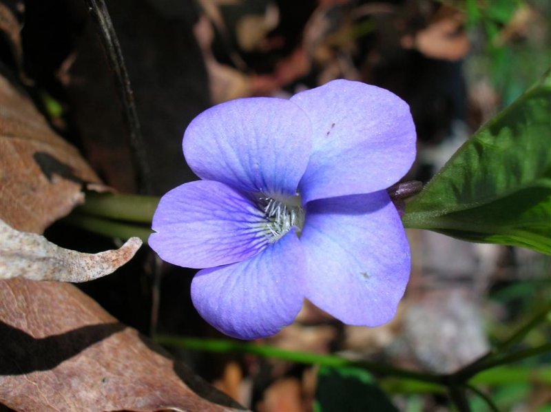 Spring Violets