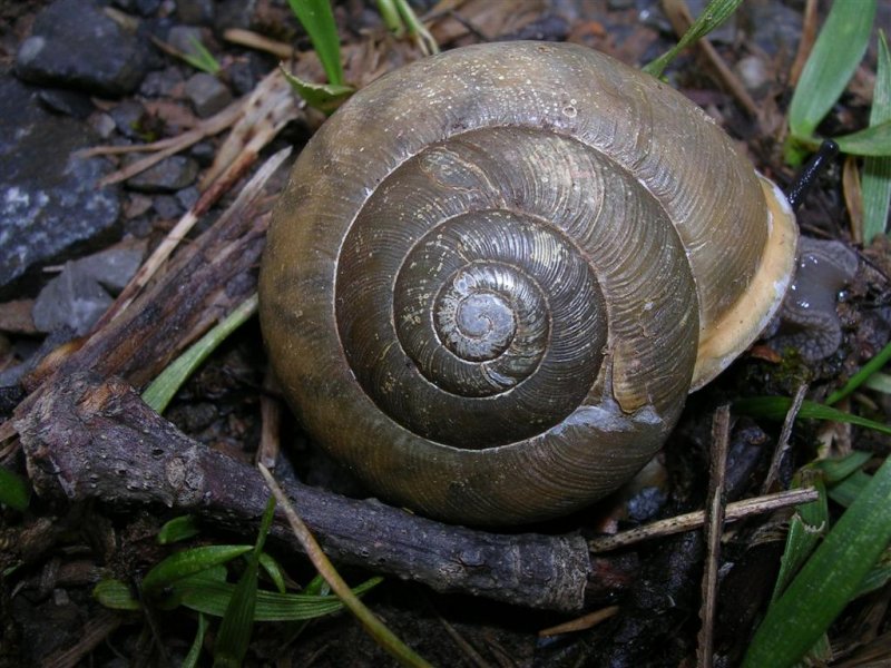 Snail