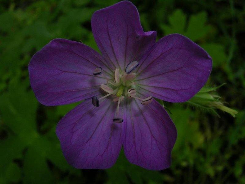 Wild Geranium