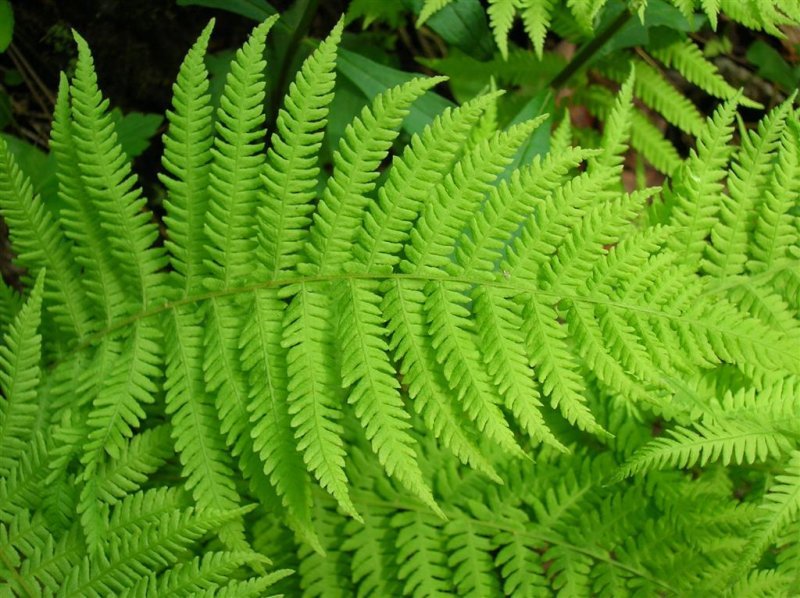 Mountain Ferns