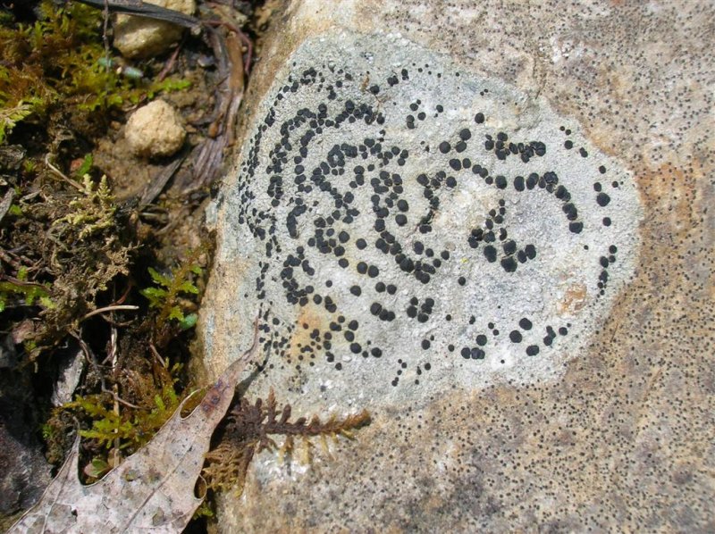 Lichen Code