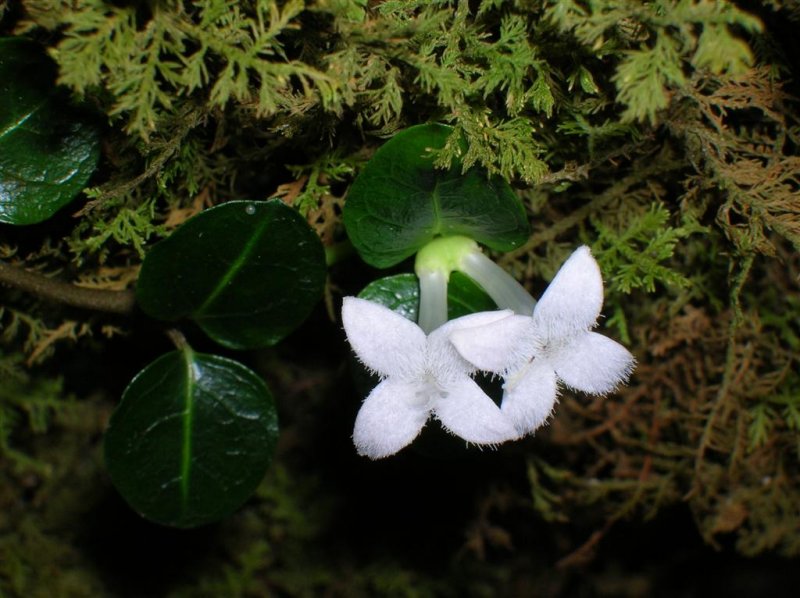 Partridgeberry