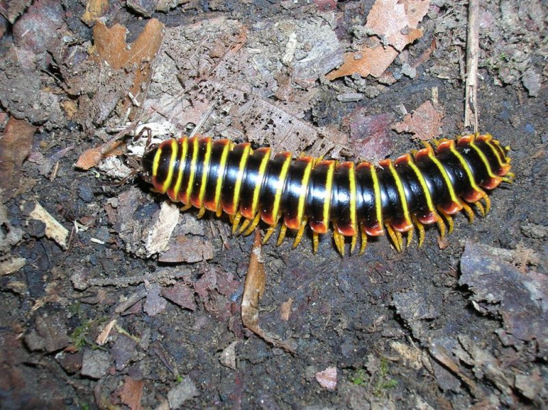 Millipede (Order Polydesmida)