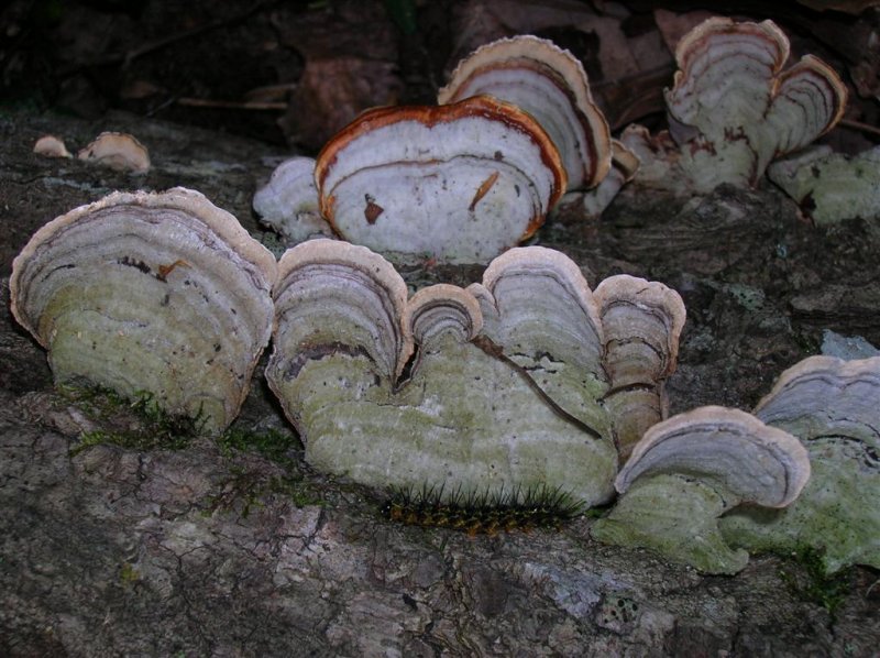 Shelf Fungi and Caterpillar