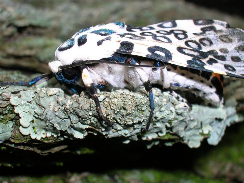 Leopard Moth