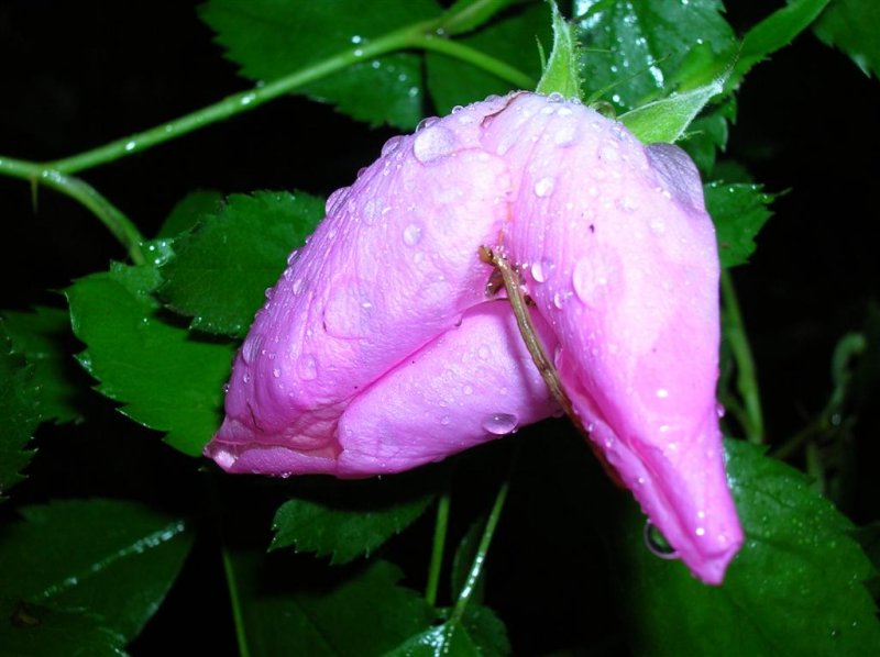 Morning Flower