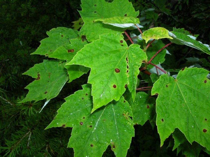 Maple and Dew