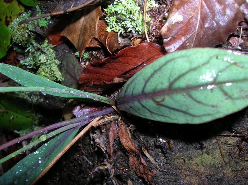 Rattlesnake Weed