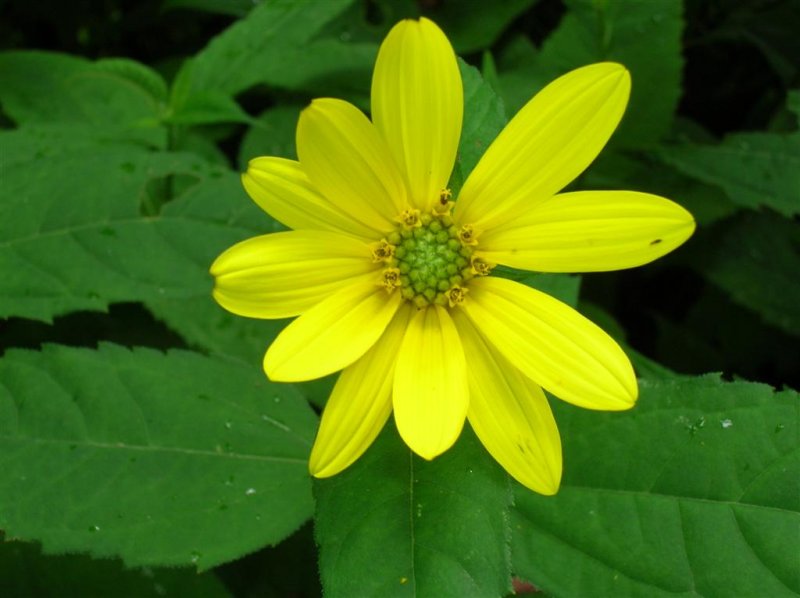 Sunflower (Helianthus spp.?)