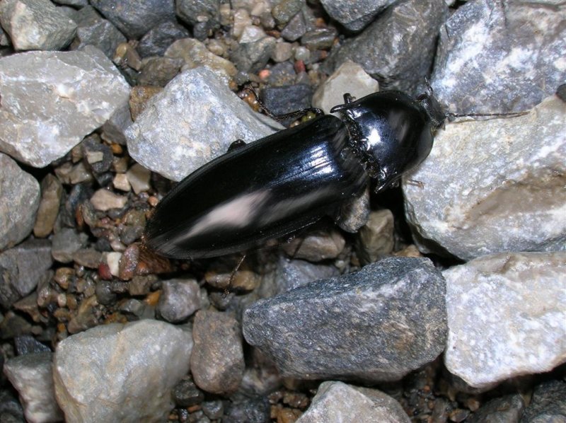 Patent-leather Beetle?