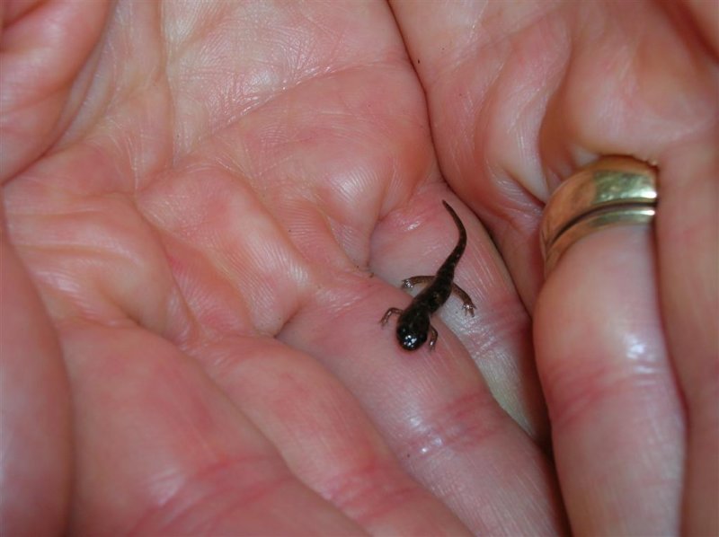 Baby Salamander