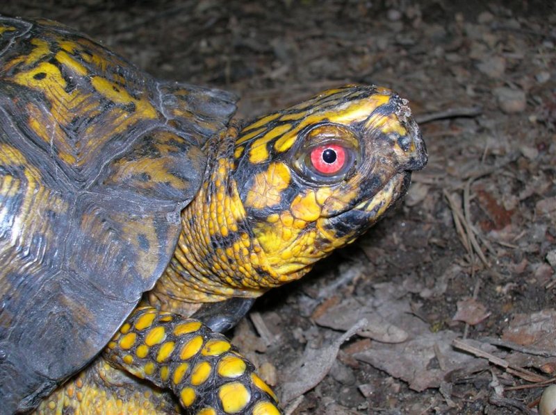 Eastern Box Turtle