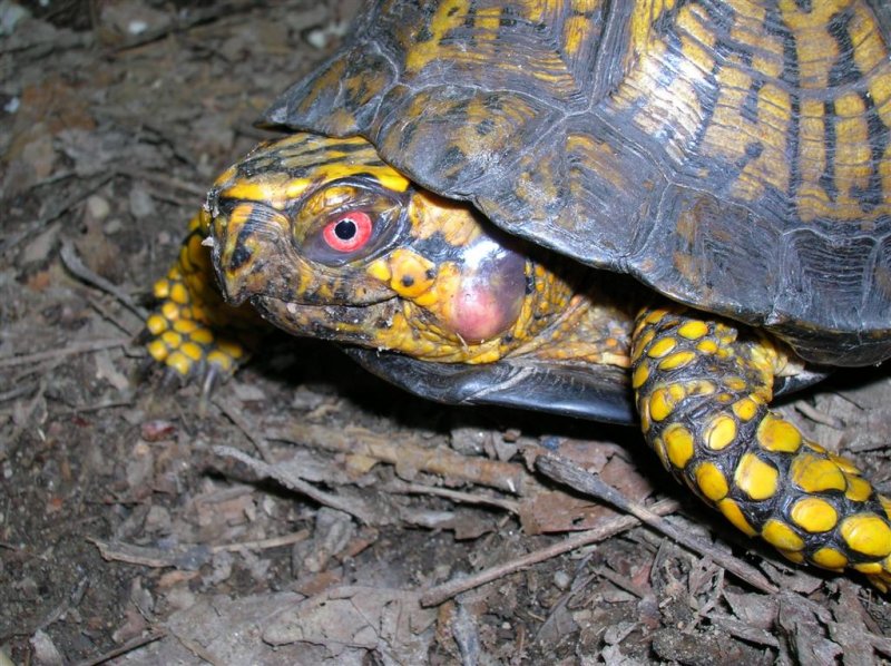 Eastern Box Turtle