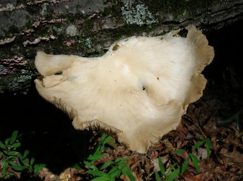 Shelf Fungus