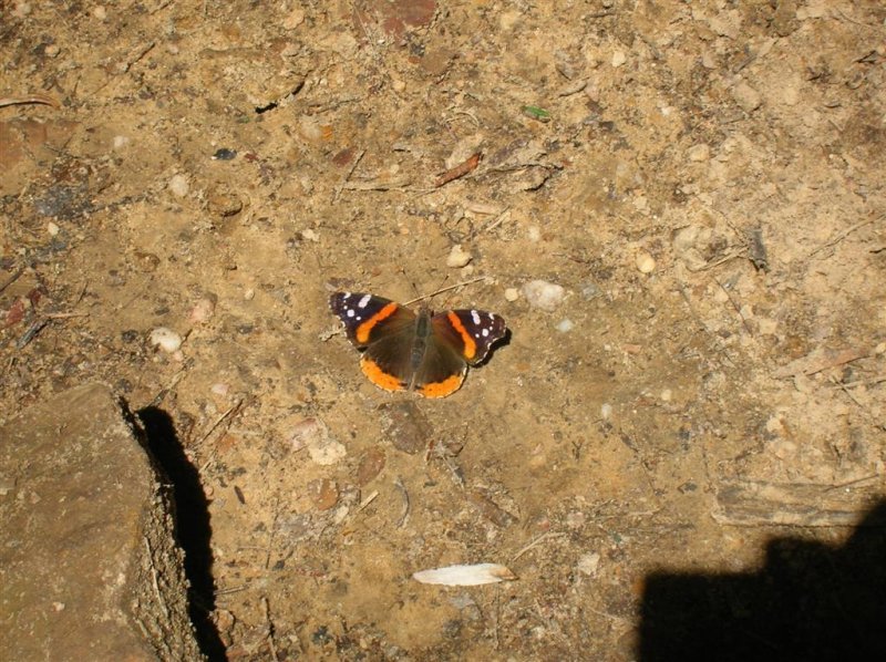 Red Admiral