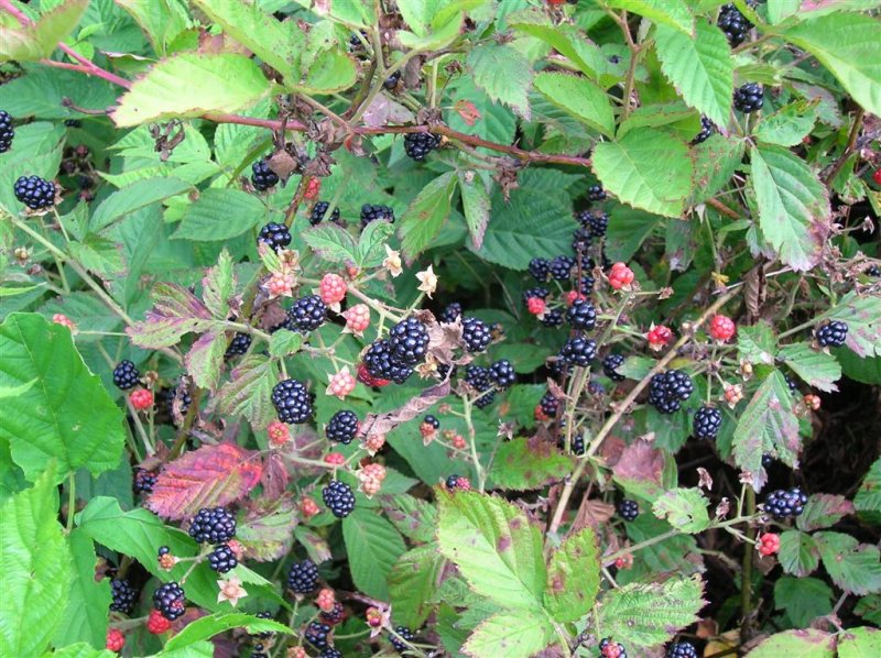 Blackberries