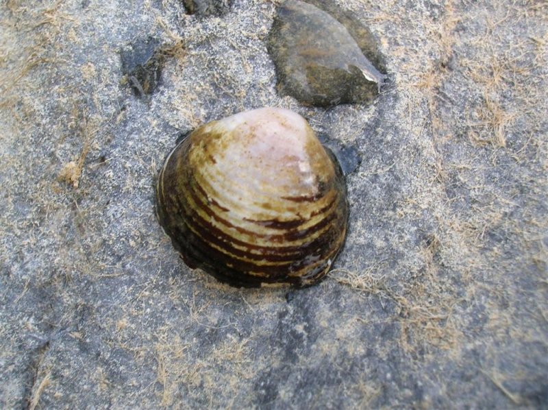 Fresh-water clam