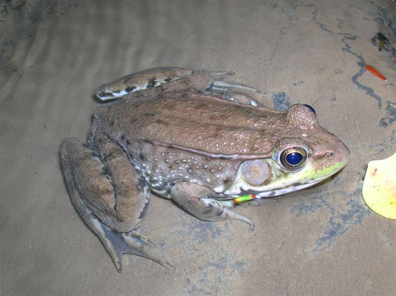 Leopard Frog ?