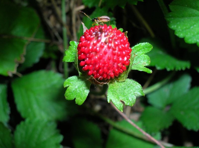 Wild Strawberry / Aphid