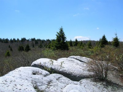 Spruce, Laurel, and Blueberry thicket on top