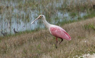 Brazos Bend SP, Galveston Island SP, Brazoria WMA