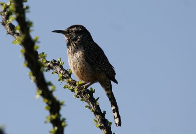 Desert Wren