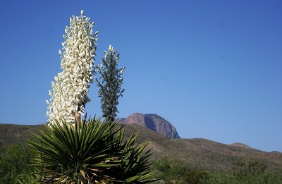 Yucca at Panther Junction