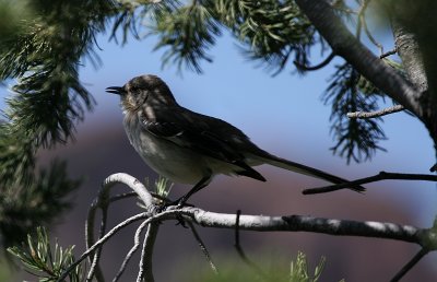 Mockingbird at the Chisos Basin