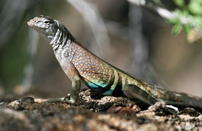 Earless Lizard (??) at Burro Pouroff