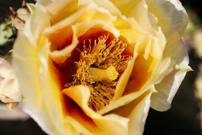 Cactus Bloom at Burro Pouroff