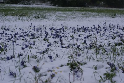 Bluebonnets in the Snow