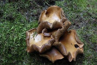 _DSC0028.jpg