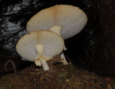 DSC_0038.jpg