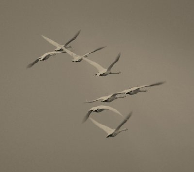 Whooper Swans, Scotland